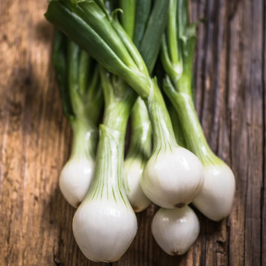 Oignon de Paris - Allium cepa | Achat direct au producteur