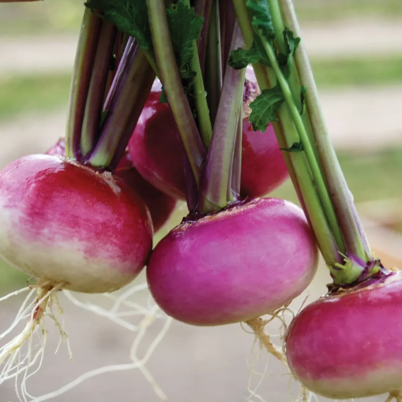 Navet Milan Rouge BIO - Brassica rapa | Achat direct au producteur