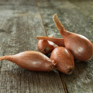 Échalion Zebrune - Allium cepa | Achat direct au producteur