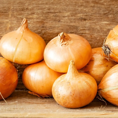 Oignon jaune 'Sturon' BIO - Allium cepa | Achat direct au producteur
