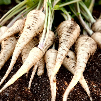Panais demi-long de Guernesey - Pastinaca | Achat direct au producteur