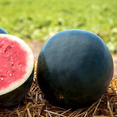 Pastèque 'Sugar Baby' - Citrullus lanatus | Achat direct au producteur
