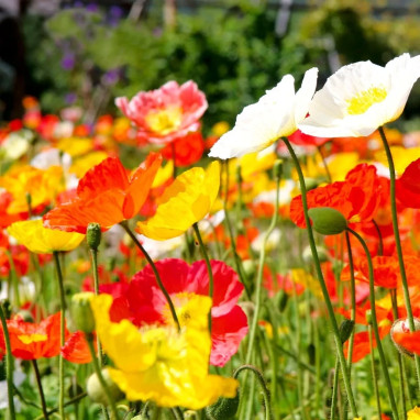 Pavot d'Islande mélange - Papaver nudicaule | Achat producteur