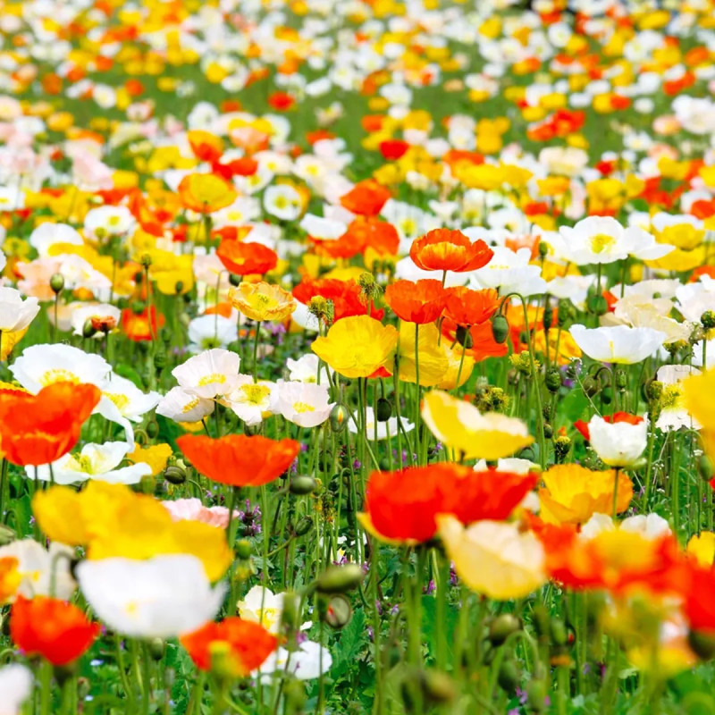 Pavot d'Islande mélange - Papaver nudicaule | Achat producteur