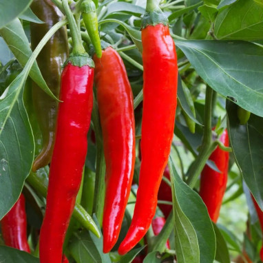 Piment doux très long des Landes - Capsicum | Achat producteur