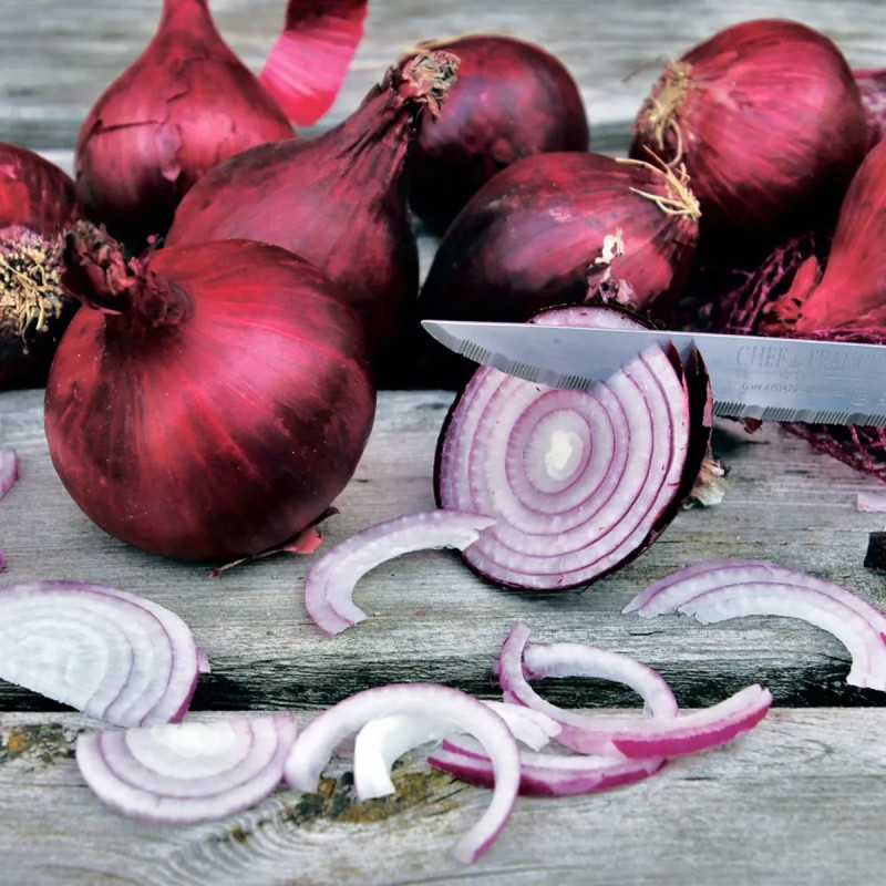 Oignon Rouge 'Red Baron' Bio - Allium cepa | Achat producteur