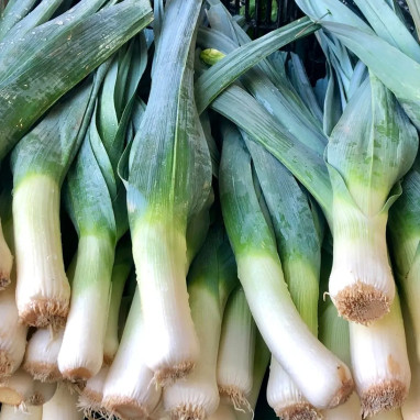 Poireau Bleu de Solaise - Allium porrum | Achat direct au producteur