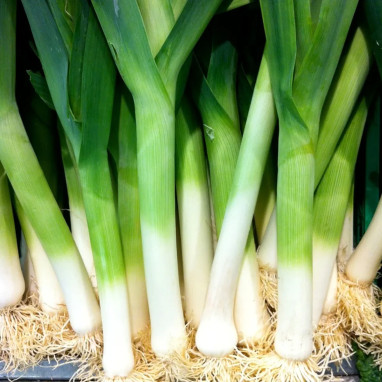 Poireau de Carentan 2 - Allium porrum | Achat direct au producteur