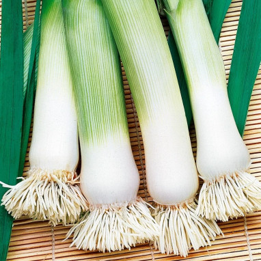 Poireau d'Elbeuf - Allium porrum | Achat direct au producteur