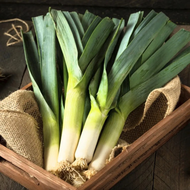 Poireau géant d'automne BIO - Allium porrum | Achat direct au producteur
