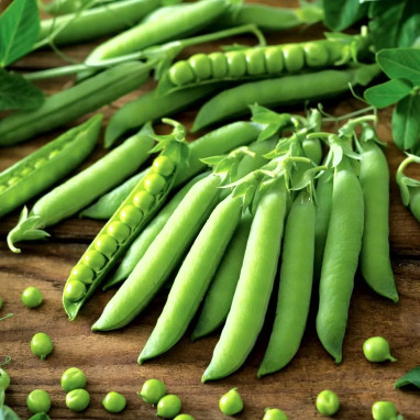Pois à rames 'Téléphone' - Pisum sativum | Achat direct au producteur