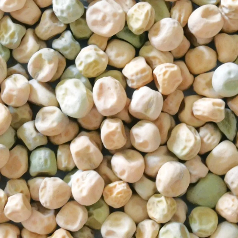Pois à rames 'Téléphone' - Pisum sativum | Achat direct au producteur