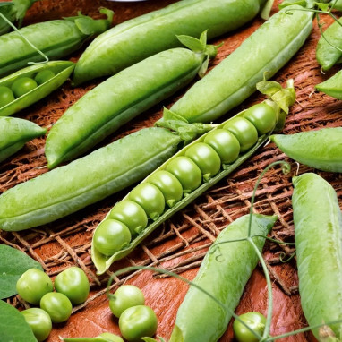 Petit pois 'Merveille de Kelvedon' - Pisum | Achat direct au producteur