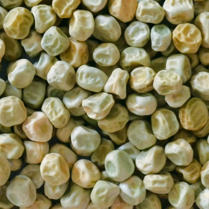Petit pois 'Merveille de Kelvedon' - Pisum | Achat direct au producteur