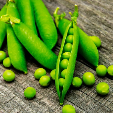 Petit pois 'Douce Provence' BIO - Pisum | Achat direct au producteur