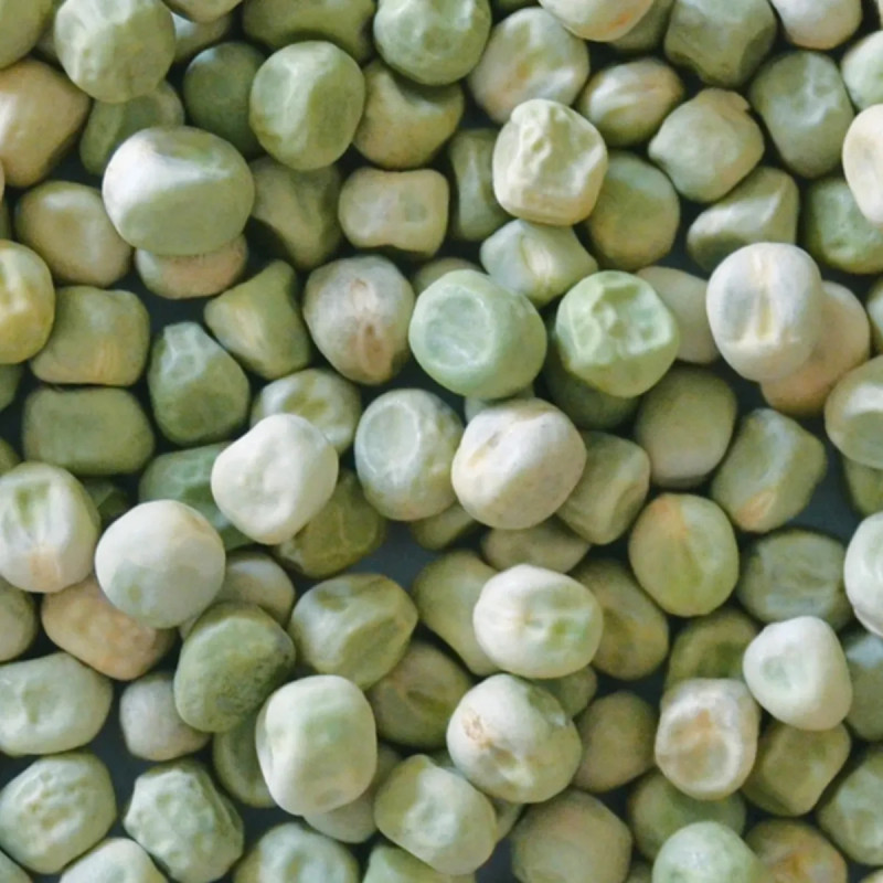Petit pois 'Douce Provence' BIO - Pisum | Achat direct au producteur