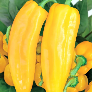 Poivron Corno di Toro Giallo - Capsicum | Achat direct au producteur