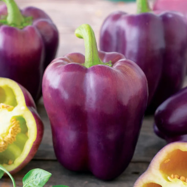 Poivron doux 'Oda' - Capsicum annuum | Achat direct au producteur