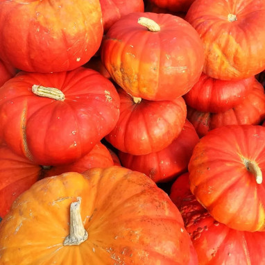 Potiron 'Rouge très hâtif d'Étampes' - Cucurbita | Achat producteur