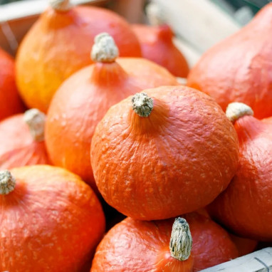 Potiron Uchiki Kuri - Cucurbita maxima | Achat direct au producteur