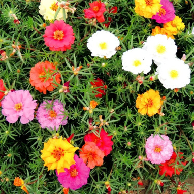 Pourpier double mélange - Portulaca | Achat direct au producteur