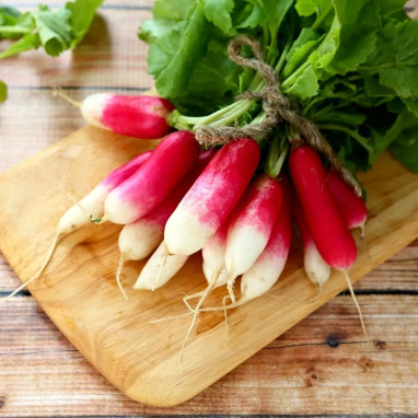 Radis demi-long de 18 jours - Raphanus sativus | Achat producteur