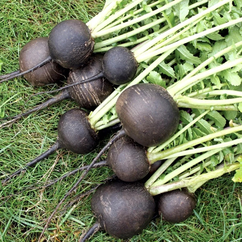 Radis noir gros rond d'hiver BIO - Raphanus | Achat producteur