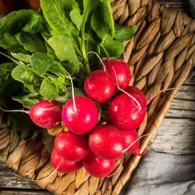 Radis rond à forcer écarlate - Raphanus | Achat direct au producteur