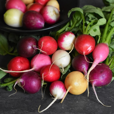 Radis rond mélange - Raphanus sativus | Achat direct au producteur