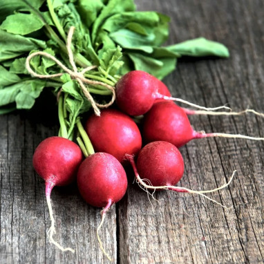 Radis rond 'Raxe' BIO - Raphanus sativus | Achat direct au producteur