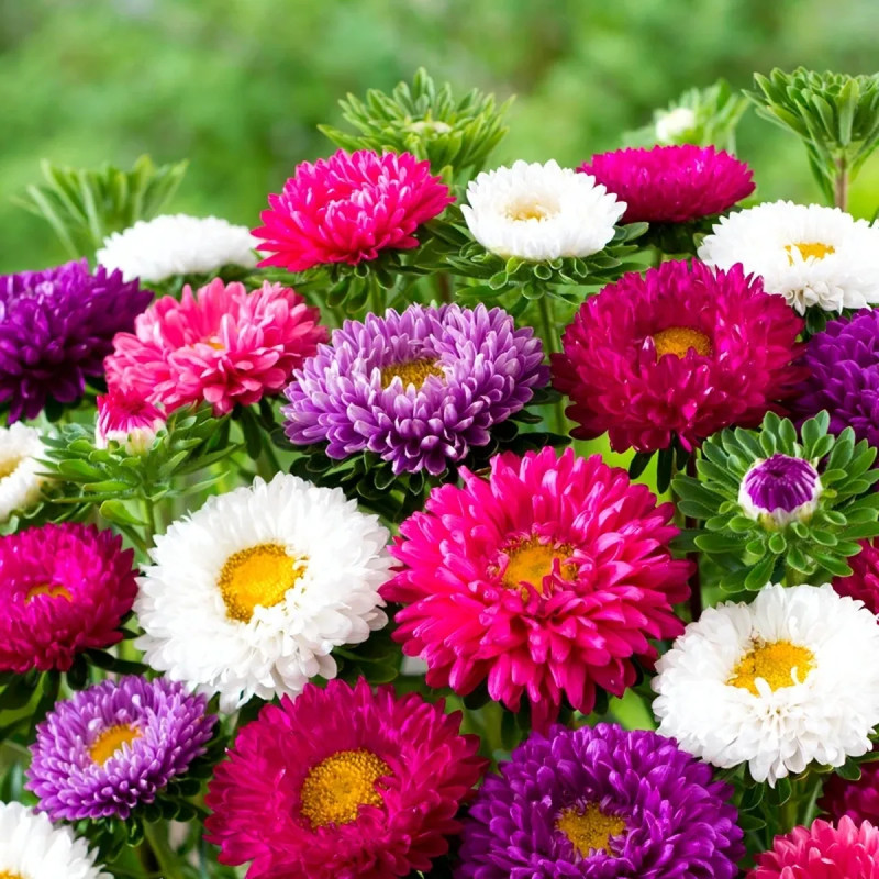 Reine Marguerite Reine des Naines Variées - Callistephus | Achat producteur
