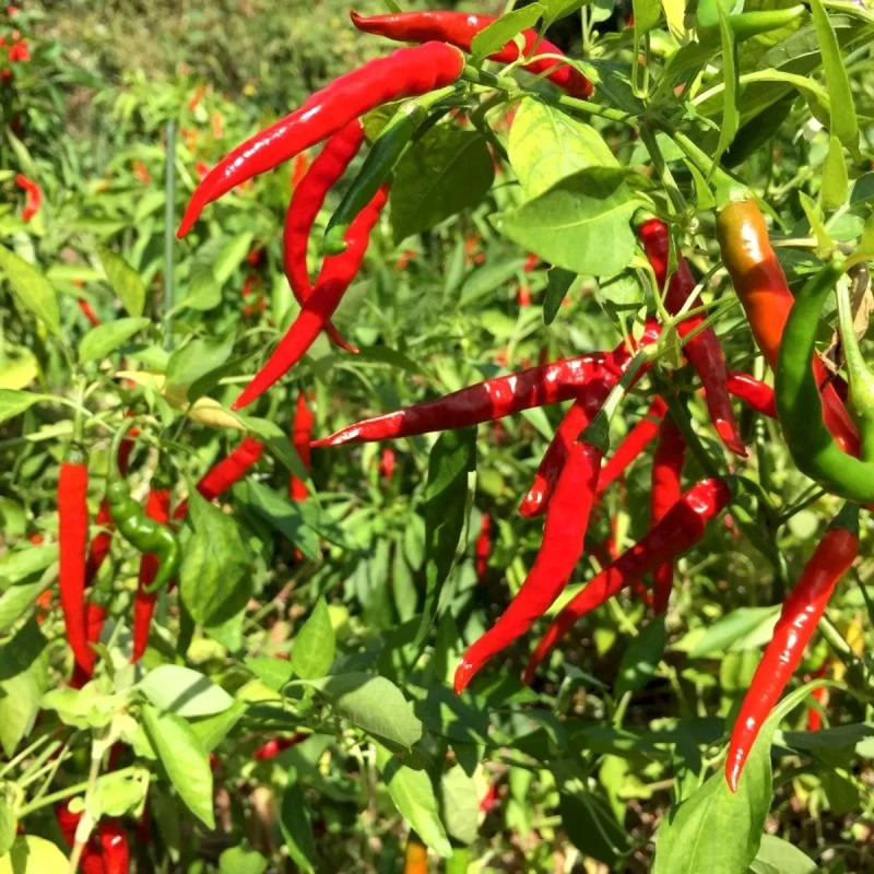Piment de Cayenne BIO - Capsicum annuum | Achat direct au producteur