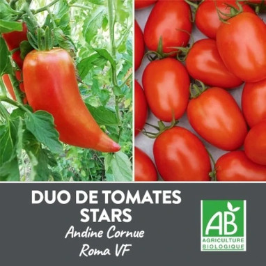 Tomate mélange Andine Cornue/Roma Bio - Solanum | Achat producteur
