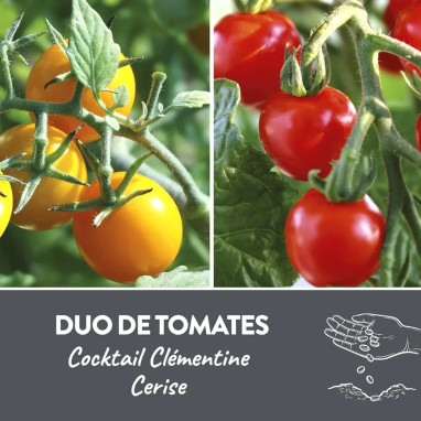 Tomate Cerise Rouge et Jaune BIO - Solanum | Achat producteur