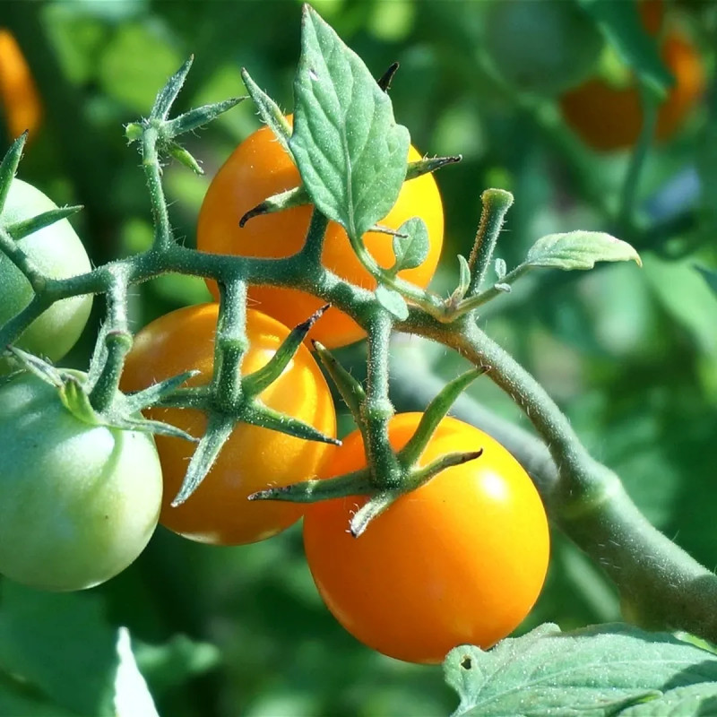 Tomate Cerise Rouge et Jaune BIO - Solanum | Achat producteur