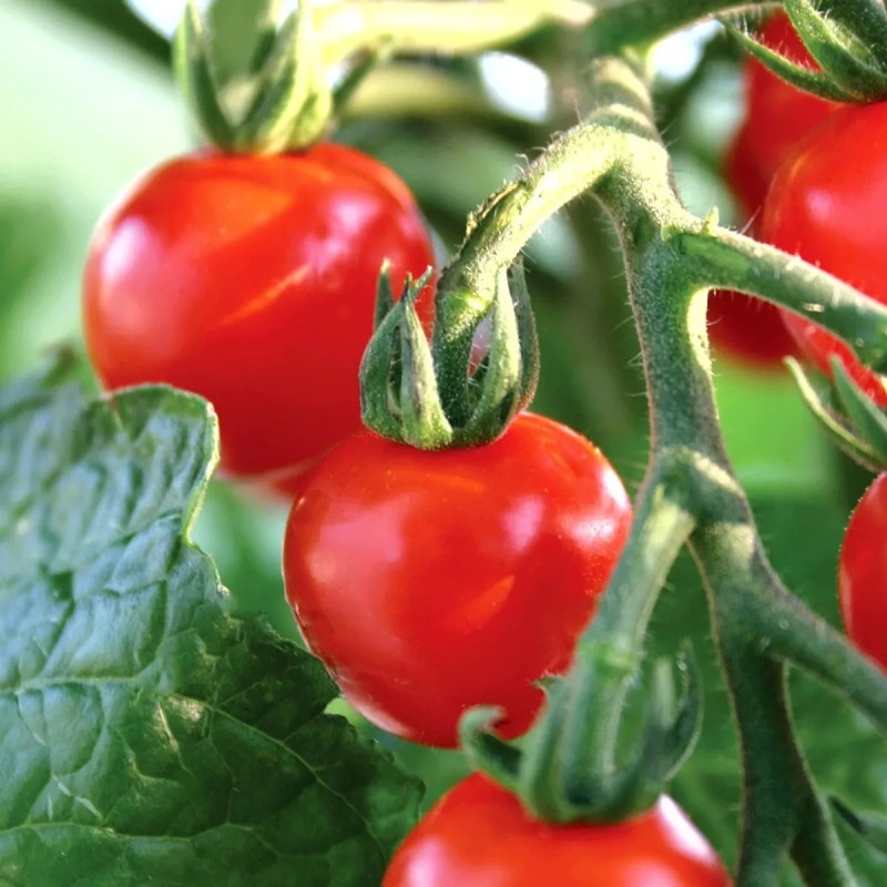 Tomate Cerise Rouge et Jaune BIO - Solanum | Achat producteur