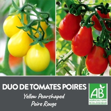 Tomate Cerise Poire Jaune et Rouge Bio - Solanum | Achat producteur