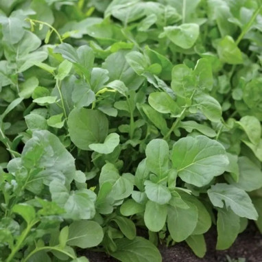Roquette cultivée - Eruca sativa | Achat direct au producteur