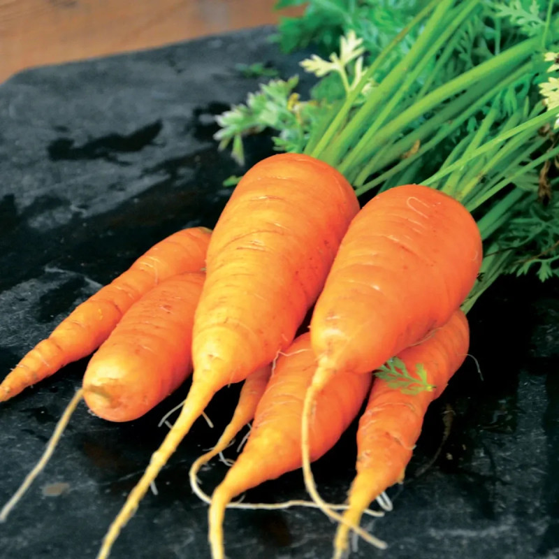 Carotte Jaune du Doubs Bio - Daucus carota | Achat direct au producteur