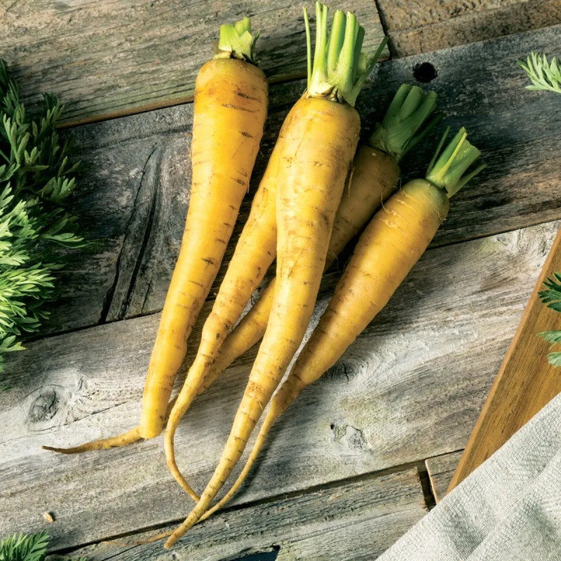 Carotte Jaune du Doubs Bio - Daucus carota | Achat direct au producteur