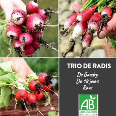 Radis Mélange Bio - Raphanus sativus | Achat direct au producteur