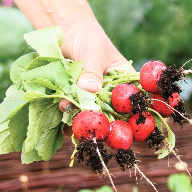 Radis Mélange Bio - Raphanus sativus | Achat direct au producteur
