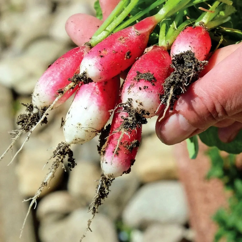 Radis Mélange Bio - Raphanus sativus | Achat direct au producteur