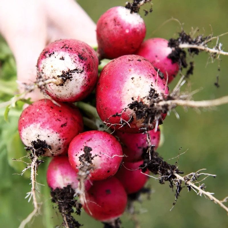 Radis Mélange Bio - Raphanus sativus | Achat direct au producteur
