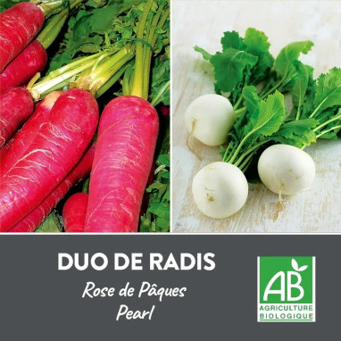 Radis rosé de Pâques/Pearl BIO - Raphanus | Achat direct au producteur
