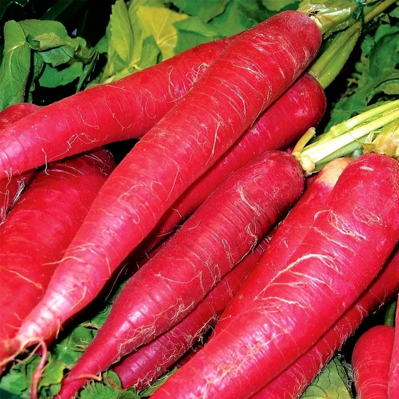 Radis rosé de Pâques/Pearl BIO - Raphanus | Achat direct au producteur