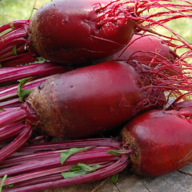 Betterave 'Crapaudine' BIO - Beta vulgaris | Achat direct au producteur