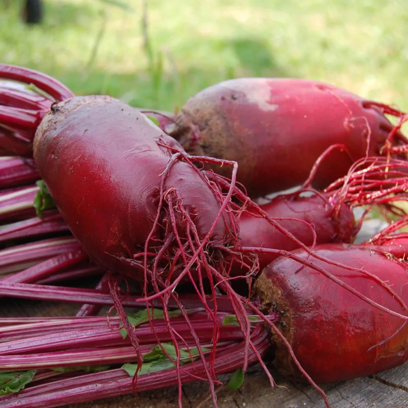 Betterave 'Crapaudine' BIO - Beta vulgaris | Achat direct au producteur