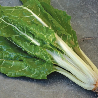 Poirée 'Verte à carde blanche 2' BIO - Beta vulgaris | Achat producteur