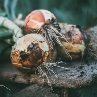 Oignon jaune Stuttgart BIO - Allium cepa | Achat direct au producteur